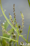 Bur-reed (Sparganium)