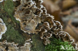 Bleeding oak crust (Stereum gausapatum)