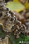 Bleeding oak crust (Stereum gausapatum)