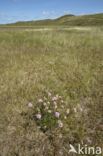 Engels gras (Armeria maritima)