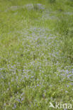 speedwell (Veronica)