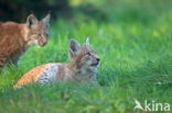 Euraziatische lynx (Lynx lynx)