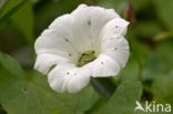 Europese boomkikker (Hyla arborea)