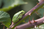 Europese boomkikker (Hyla arborea)