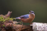 Eurasian Nuthatch (Sitta europaea)