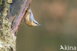 Europese Boomklever (Sitta europaea)