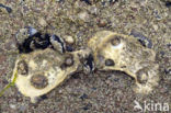 Europese platte oester (Ostrea edulis)