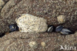 Common Oyster (Ostrea edulis)