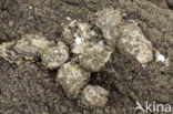 Common Oyster (Ostrea edulis)