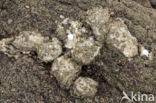 Europese platte oester (Ostrea edulis)