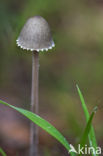 Petticoat mottlegill (Panaeolus sphinctrinus)