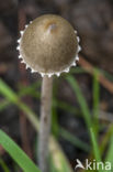 Petticoat mottlegill (Panaeolus sphinctrinus)