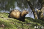 Fret (Mustela putorius furo)