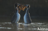 Great Crested Grebe (Podiceps cristatus)