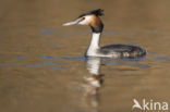 Great Crested Grebe (Podiceps cristatus)