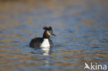 Great Crested Grebe (Podiceps cristatus)