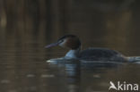 Great Crested Grebe (Podiceps cristatus)