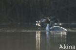 Great Crested Grebe (Podiceps cristatus)