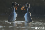 Great Crested Grebe (Podiceps cristatus)