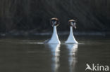 Great Crested Grebe (Podiceps cristatus)