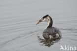 Great Crested Grebe (Podiceps cristatus)