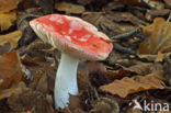 Geelvlekkende russula (Russula luteotacta)