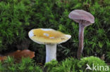 Ochre Brittlegill (Russula ochroleuca)