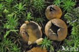 Common Earthball (Scleroderma citrinum)