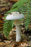 Gele knolamaniet (Amanita citrina)