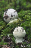 Gele knolamaniet (Amanita citrina)