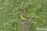 Gele Kwikstaart (Motacilla flava)