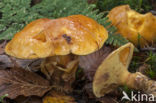 Gele ringboleet (Suillus grevillei)