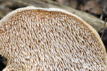 Wood Hedgehog (Hydnum repandum)