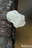 Yellow brain (Tremella mesenterica)