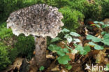 Geschubde boleet (Strobilomyces strobilaceus)