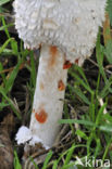 Geschubde inktzwam (Coprinus comatus)