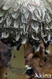 Geschubde inktzwam (Coprinus comatus)