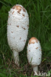 Geschubde inktzwam (Coprinus comatus)