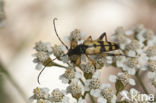 Geringelde smalboktor (Rutpela maculata)