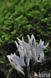 Candle Snuff Fungus (Xylaria hypoxylon)