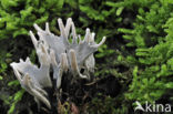 Candle Snuff Fungus (Xylaria hypoxylon)