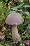 Bronw birch bolete (Leccinum scabrum)