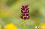 Selfheal (Prunella vulgaris)