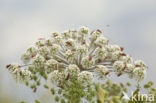 Wild Angelica (Angelica sylvestris)