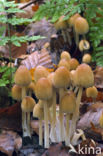 Glistening inky cap (Coprinellus truncorum)