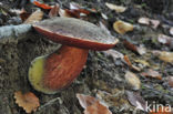 Bolete (Boletus erythropus)