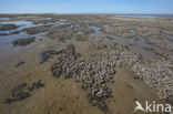 Common mussel (Mytilus edulis)
