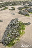 Common mussel (Mytilus edulis)