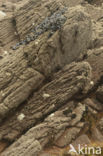 Gewone Mossel (Mytilus edulis)