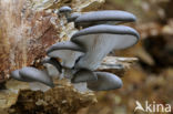 Gewone oesterzwam (Pleurotus ostreatus)